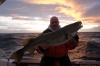 fisch-31
