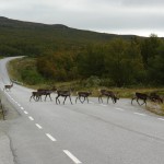 Häufiger Wildwechsel