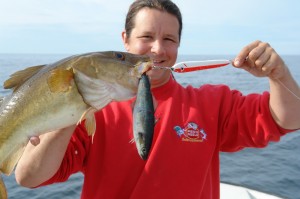 Schöner Dorsch, allerdings nicht der Zielfisch