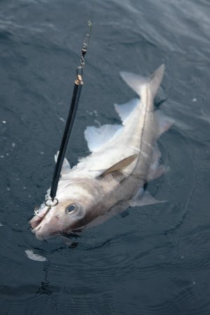 Kapitaler Schellfisch auf Stabpilker